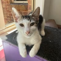 Photo of Buzz