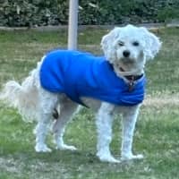 Photo of Honey