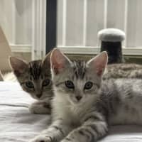 Photo of Blossom & Honeybun 