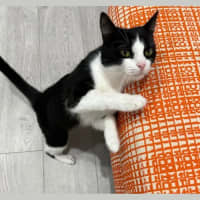 Photo of Amora