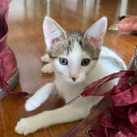 Photo of Bok Choy   Meet Me At Vets On Parker 