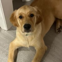 Photo of Luna