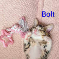 Photo of Bolt 