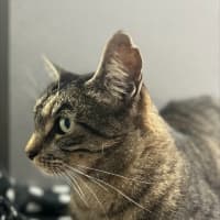 Photo of Tigger