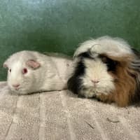 Photo of Pip (Bonded To Brie)