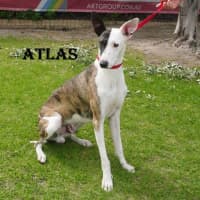 Photo of Atlas