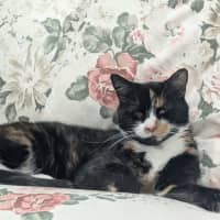 Photo of Tully