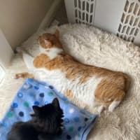 Photo of Sunshine (Located In Croydon South)
