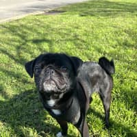 Photo of Bella