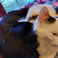 Photo of Silas