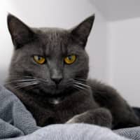 Photo of Scout Sua013583