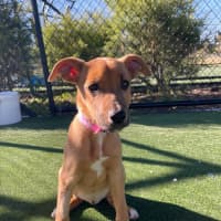 Photo of Chips Imp 1762