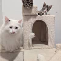 Photo of Quasimodo Sta012480