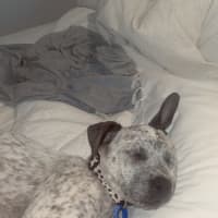 Photo of Sophia   3 Month Old Cattle Dog X