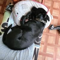 Photo of Max