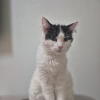 Photo of Daphne 