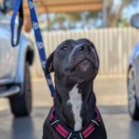 Photo of Bumble