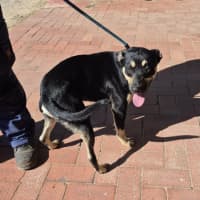 Photo of Shadow