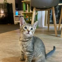 Photo of Pippa Meet Me@Keysborough Petstock 