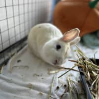 Photo of Cotton