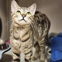 Photo of Musket