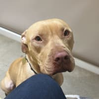 Photo of Fawny