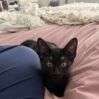 Photo of Baloo