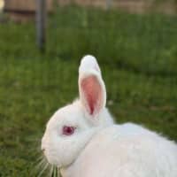 Photo of Darcy