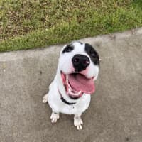 Photo of Sheba