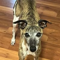 Photo of Poppy