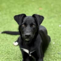 Photo of Banjo
