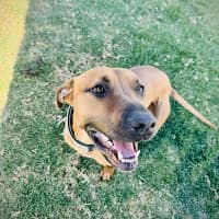 Photo of Scooby