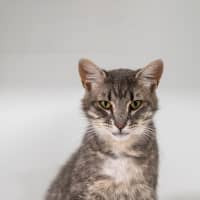 Photo of Missy