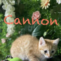 Photo of Cannon