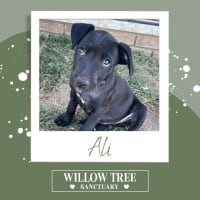 Photo of Ali