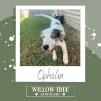 Photo of Ophelia