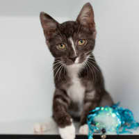 Photo of Calcifer (Previously Taka)