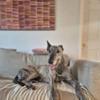 Photo of Alfie, The Greyhound