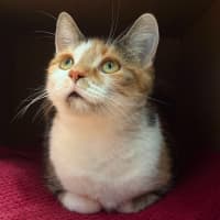 Photo of Cindy Clawford