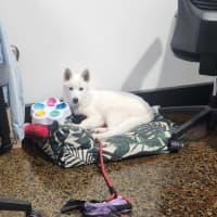 Photo of Lumi