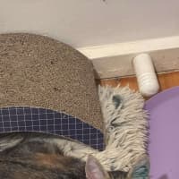 Photo of Cleo