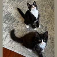 Photo of Baxter & Buttons