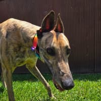 Photo of Sonny, The Greyhound