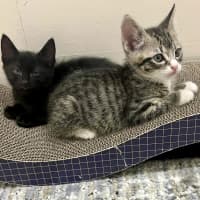 Photo of Ziggy And Mars