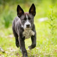 Photo of Bentley
