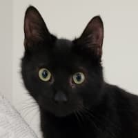 Photo of Penne