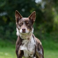 Photo of Bindi