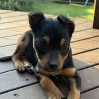 Photo of Thimble