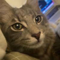 Photo of Buddy