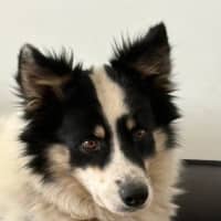 Photo of Panda